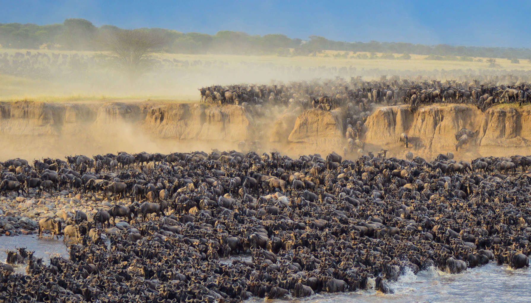 Великая миграция животных с парке Серенгети